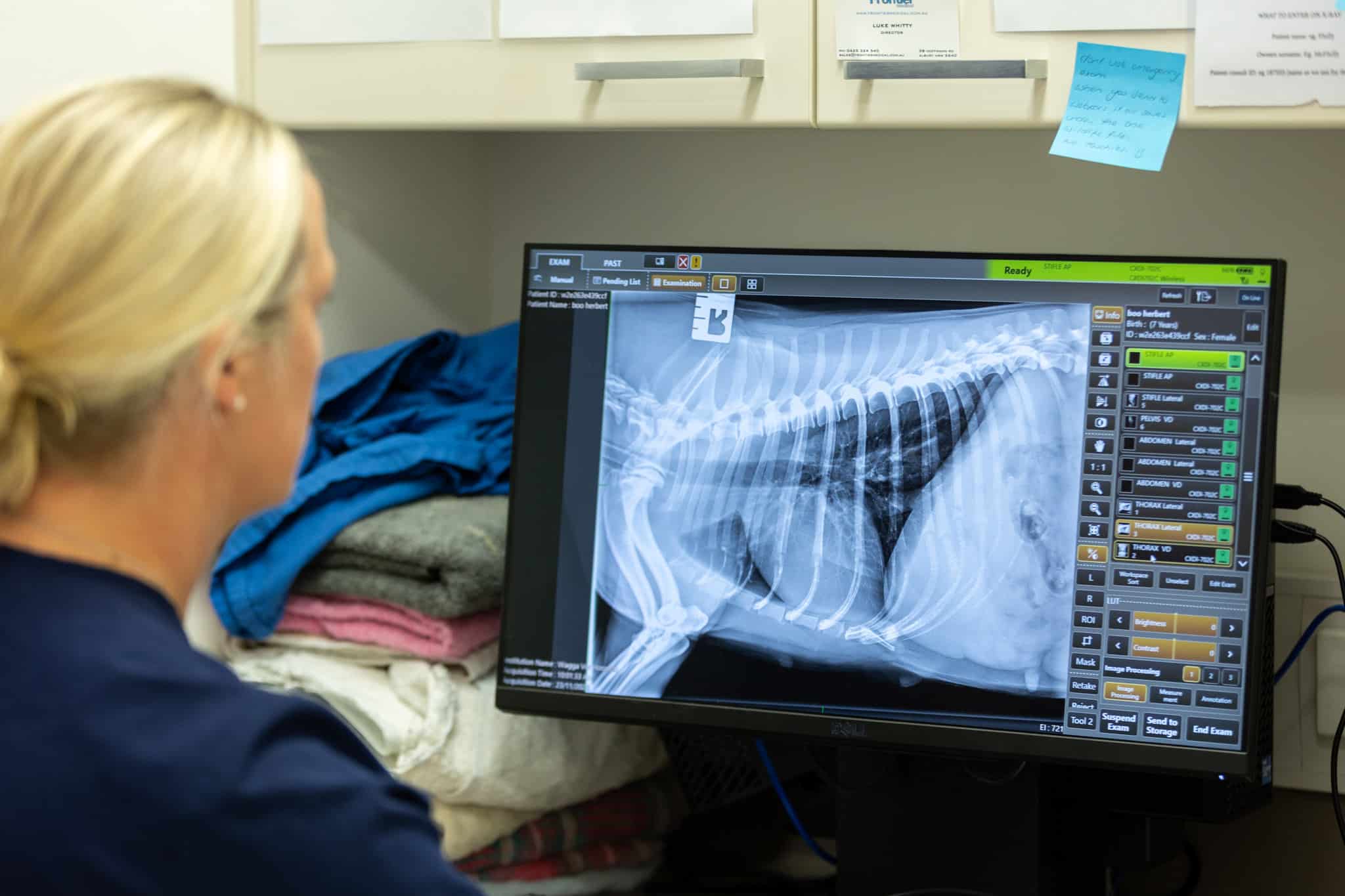 Imaging (X-ray / Ultrasound) | Our Services | Wagga Wagga Veterinary  Hospital